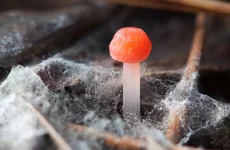 cistoderma_3_1.jpg