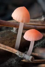 galerina_2_1.jpg