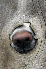 nose.webp