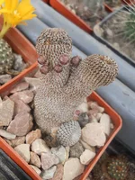 DSCN4753.webp