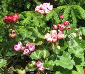 1-IMG_1515.webp