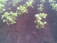 005.webp