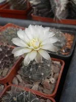 DSCN4775.webp
