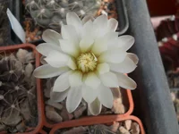 DSCN4773.webp