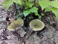 IMG_20160526_155852.webp