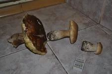 DSC_1268_новый размер.webp