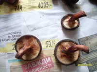 SDC13674.webp