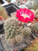 DSCN4979.webp