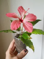 DSCN4989.webp