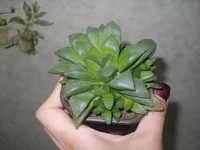 DSCN4993.jpg