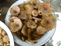 P1070753_resize.webp