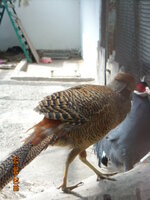 DSCN6865.JPG