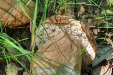 DSCF2968.webp