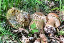 DSCF2971.webp