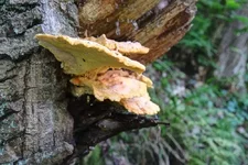 DSCF3011.webp