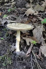 DSCF3044.webp
