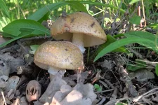 DSCF3056.webp