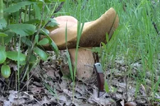 DSCF3059.webp