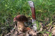 DSCF3077.webp
