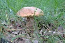 DSCF3086.webp
