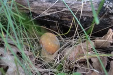 DSCF3092.webp