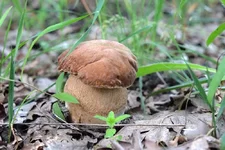 DSCF3095.webp