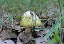 DSCF3104.webp
