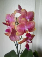 DSCN5022.webp