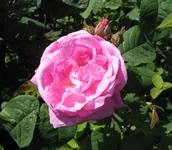 1-IMG_1583.webp