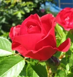 1-IMG_1609.webp