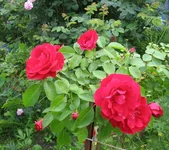 1-IMG_1676.webp