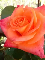 csMe1D4ocso.webp