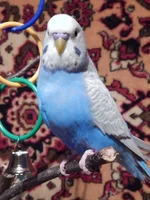 RSCN3895.webp