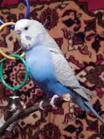 RSCN3896.webp