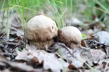 DSCF3517.webp