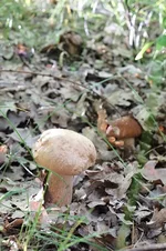DSCF3498.webp