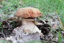 DSCF3501.webp