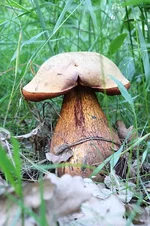 DSCF3508.webp