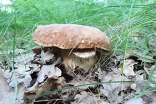 DSCF3511.webp