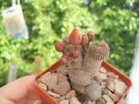 DSCN5034.webp