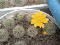 DSCN5051.webp