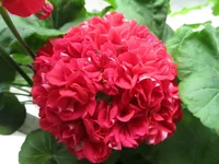 ramdisk-crop_153509676_2uIFeo.webp