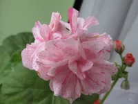 ramdisk-crop_153509644_AukyC.webp