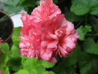 ramdisk-crop_153509611_33FTL.webp