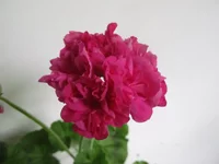 ramdisk-crop_153509904_IHog.webp
