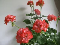 ramdisk-crop_153509986_cg2N.webp