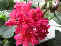ramdisk-crop_153509589_itLgi4.webp