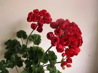 ramdisk-crop_153509768_bHaRjZ.webp