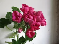 ramdisk-crop_153509757_Ck4vxGr.webp