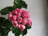 ramdisk-crop_153509851_jwlemg.webp